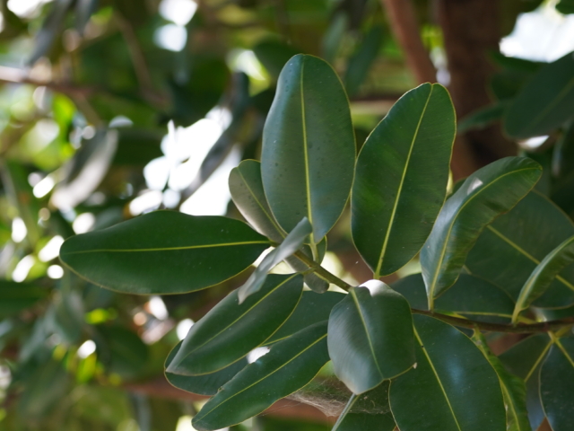 Jamblang, Jambu Keling atau Duwet (Syzygium Cumini)