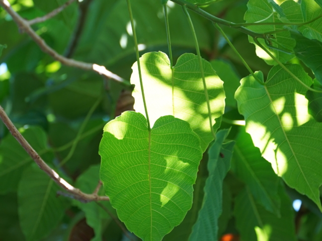 Kalpawreksa atau Kalpataru (Ficus Benjamina)