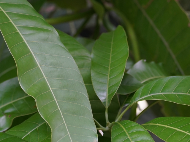Mangga Kasturi (Mangifera Casturi)