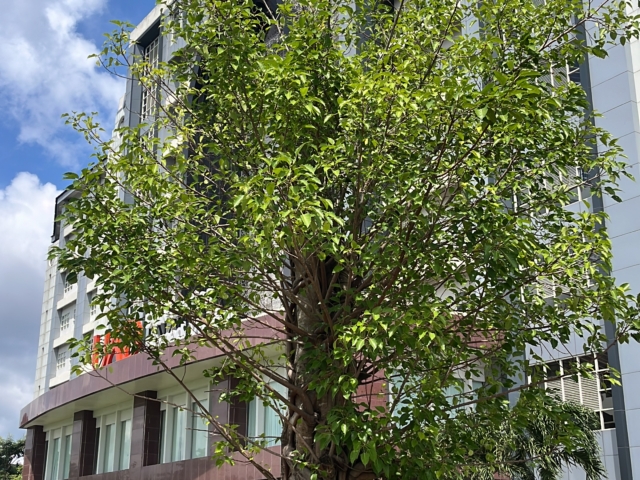 Ara Suci atau Bodhi (Ficus Religiosa)