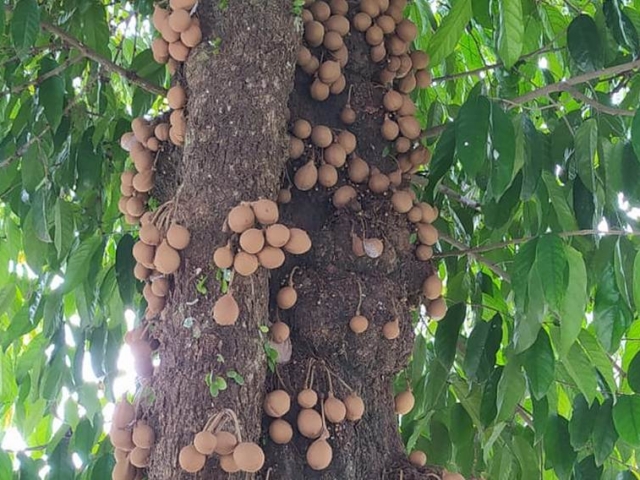 Kepel atau Burahol (Stelechocarpus Burahol)