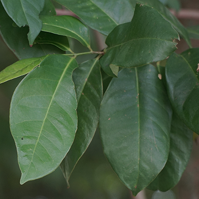 Salam (Syzygium polyanthum)