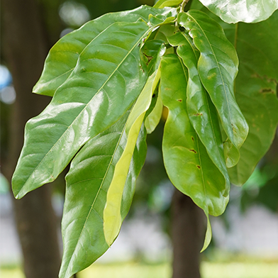 Gayam (Inocarpus fagifer)