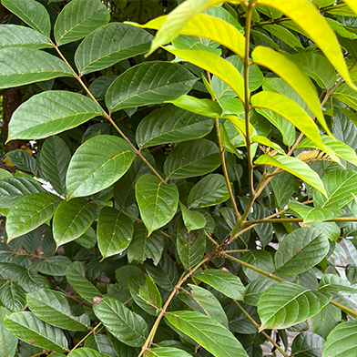 Gaharu (Aquilaria malaccensis)