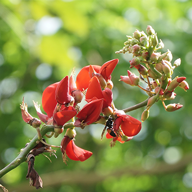 Dadap (Erythrina variegata)