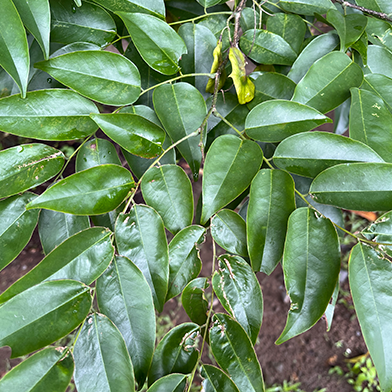 Angsana (Pterocarpus indicus)
