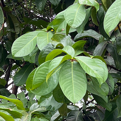 Jambu Dersono (Syzygium malaccense)