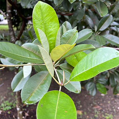 Sawo Kecik (Manilkara kauki)