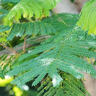 Flamboyan (Delonix regia)