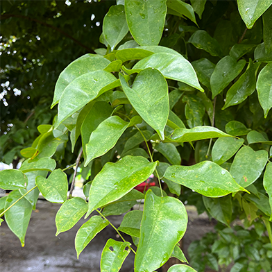 Gandaria (Bouea Macropylla)