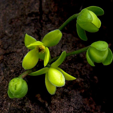 Kepel (Stelechocarpus Burahol)