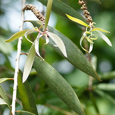 Kayu Putih (Melaleuca cajuputi)
