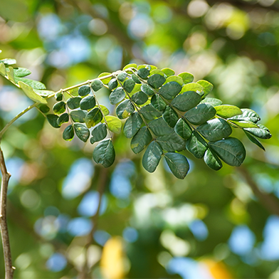 Trembesi (Samanea saman)
