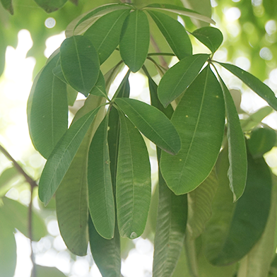 Pule (Alstonia scholaris)