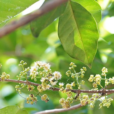 Meranti (Shorea leprosula)