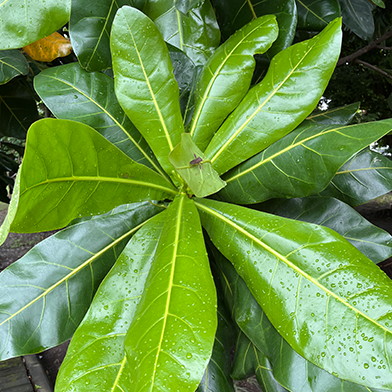 Keben (Barringtonia asiatica)