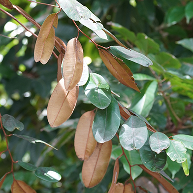 Sawo Bludru (Chrysophyllum cainito)