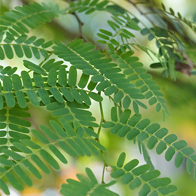Asem Jawa (Tamarindus indica)