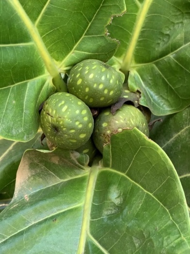 Buah Ketapang