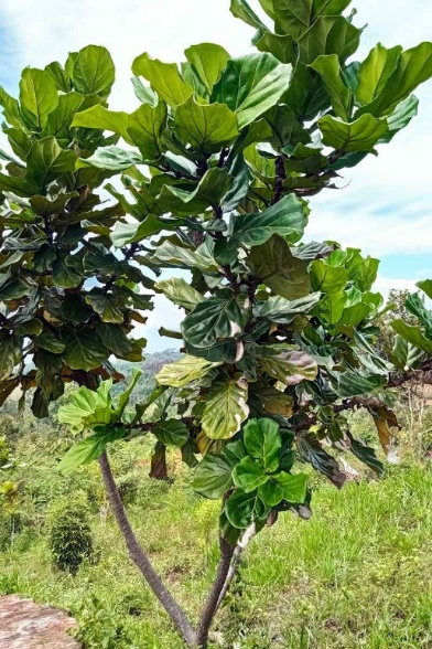 Pohon Ketapang