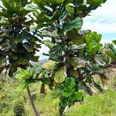 Ketapang Biola atau Ara Daun Kecapi (Ficus lyrata, Warb.)
